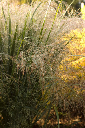 Northwind Upright Switch Grass: Panicum virgatum