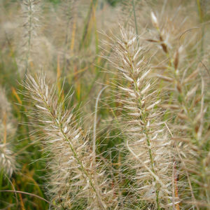 Little Bunny Fountain Grass: Pennisetum alopecuroides - 1L Pot