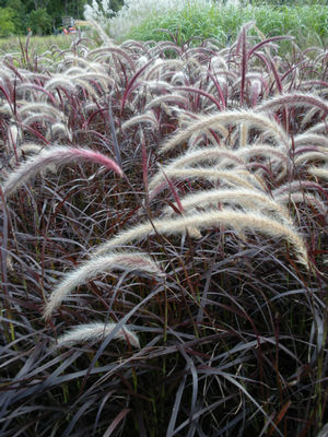 Purple Fountain Grass: Pennisetum setaceum 'Rubrum' - 1GAL Pot