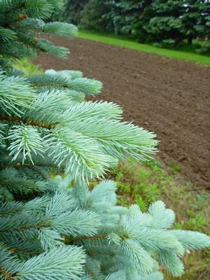 Colorado Blue Spruce: Picea pungens ‘Glauca’