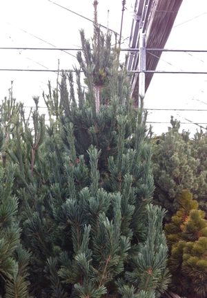 Vanderwolf’s Pyramid Pine: Pinus flexilis ‘Vanderwolf’s Pyramid’
