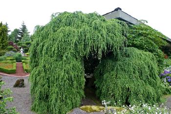 Weeping Hemlock: Tsuga canadensis 'Pendula'