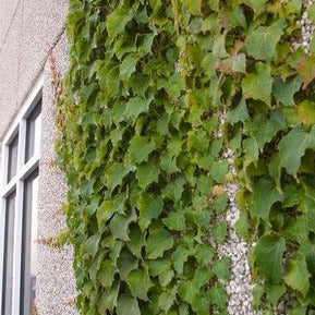 Boston Ivy: Parthenocissus tricuspidata 'Veitchii'