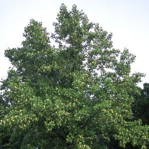 Tulip Tree: Liriodendron tulipifera