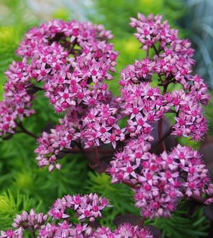 Cherry Tart Stonecrop: Sedum - 1GAL Pot