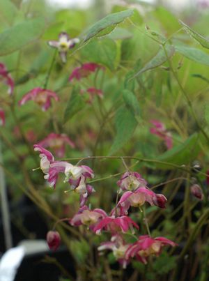 Red Barrenwort: Epimedium rubrum - 1L Pot