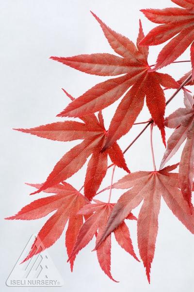 Fireglow Japanese Maple: Acer palmatum - 2GAL Pot