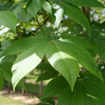 Yellow Buckeye: Aesculus flava/octandra - 50mm Caliper WB