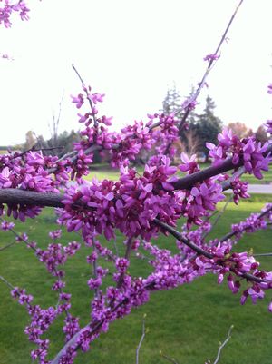 Forest Pansy Eastern Redbud Tree: Cercis canadensis