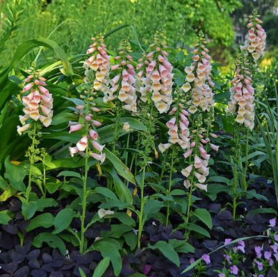 Dalmatian Peach Foxglove: Digitalis purpurea - 1GAL Pot
