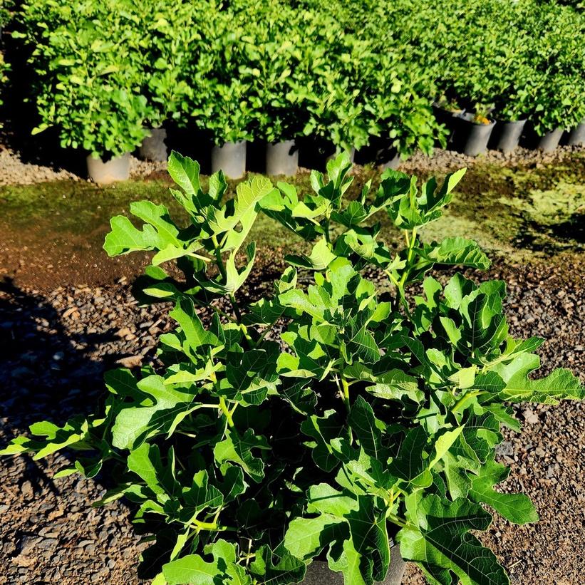 Olympian Fig: Ficus carica - 2GAL Pot