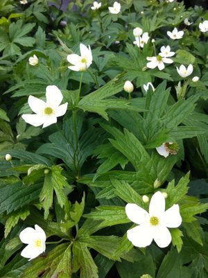 Canada Anemone: Anemone canadensis