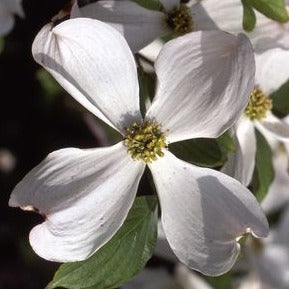 White Flowering Dogwood: Cornus florida