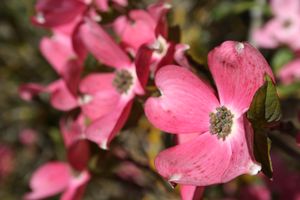Pink Flowering Dogwood: Cornus florida