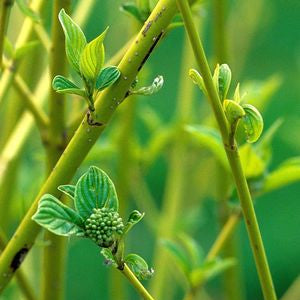 Yellow Twig Dogwood: Cornus sericea 'Flaviramea'