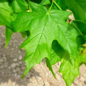 Legacy Sugar Maple: Acer saccharum - 15G Pot 250CM Tall