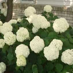 Annabelle Hydrangea: Hydrangea arborescens 'Annabelle'