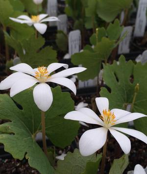 Bloodroot: Sanguinaria canadensis - 10CM Pot