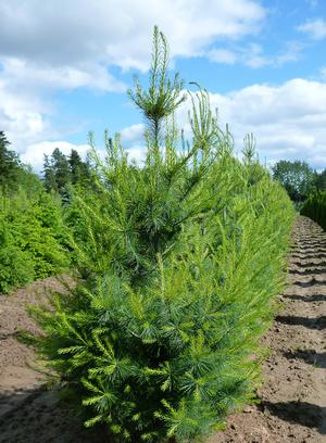 White Pine: Pinus strobus
