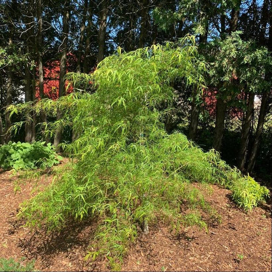 Koto-No-Ito Japanese Maple: Acer palmatum - 100CM Tall 3Gal Pot