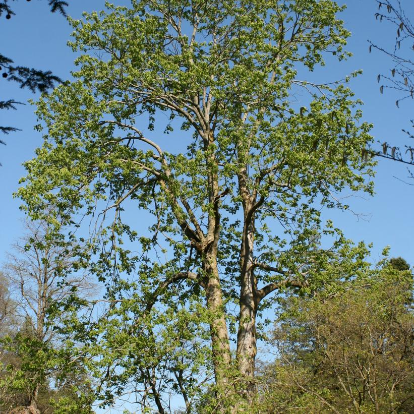 Yellow Buckeye: Aesculus flava/octandra - 50mm Caliper WB