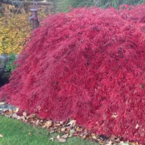 Crimson Queen Japanese Maple: Acer palmatum disectum 'Crimson Queen'