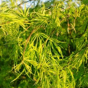 Green Cutleaf Japanese Maple: Acer palmatum disectum 'Viridis'