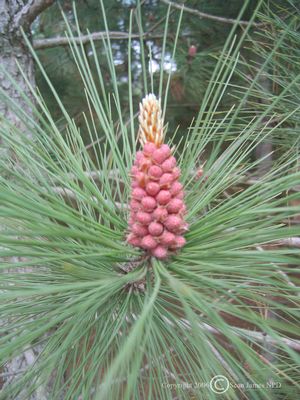 White Pine: Pinus strobus