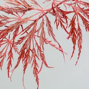 Crimson Queen Japanese Maple: Acer palmatum disectum 'Crimson Queen'