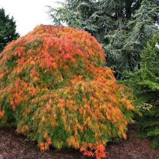 Green Cutleaf Japanese Maple: Acer palmatum disectum 'Viridis'