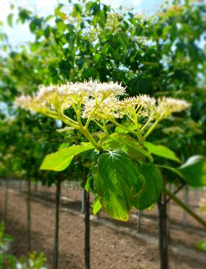 Pagoda Dogwood: Cornus alternifolia