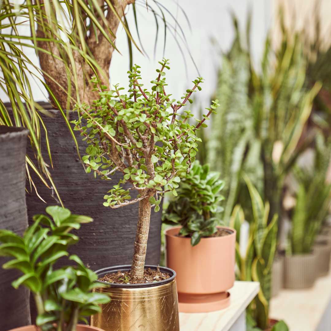 Elephant Bush Jade Bonsai: Portulacaria afra - 6 inch pot — indoor plant — indoor plant for sale by Promise Supply for delivery and pickup in Toronto.