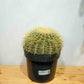 Golden Barrel Cactus (Echinocactus grusonii) in a 12 inch pot. Indoor plant for sale by Promise Supply for delivery and pickup in Toronto