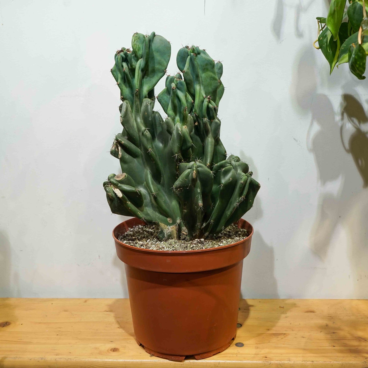 Monstrous Cactus, (Cereus peruvianus monstrose) in a 8 inch pot. Indoor plant for sale by Promise Supply for delivery and pickup in Toronto