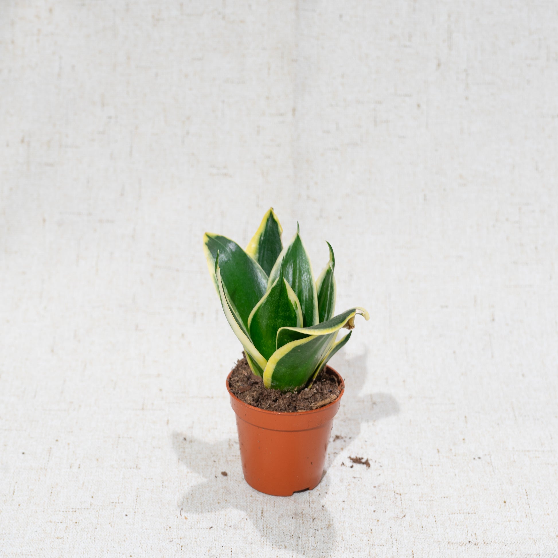 black gold jade plant Black Gold Birds Nest Snake Plant - 2.5" Pot