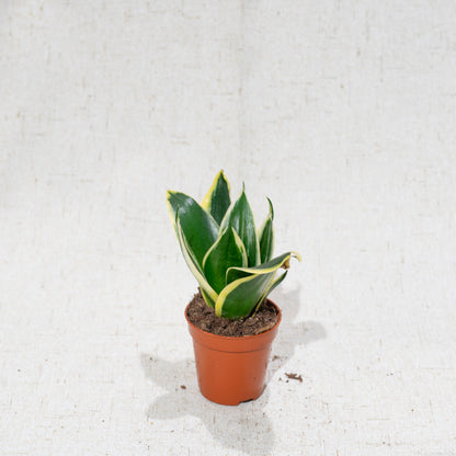 Black Gold Birds Nest Snake Plant (Sansevieria hahnii) in a 2 inch pot. Indoor plant for sale by Promise Supply for delivery and pickup in Toronto