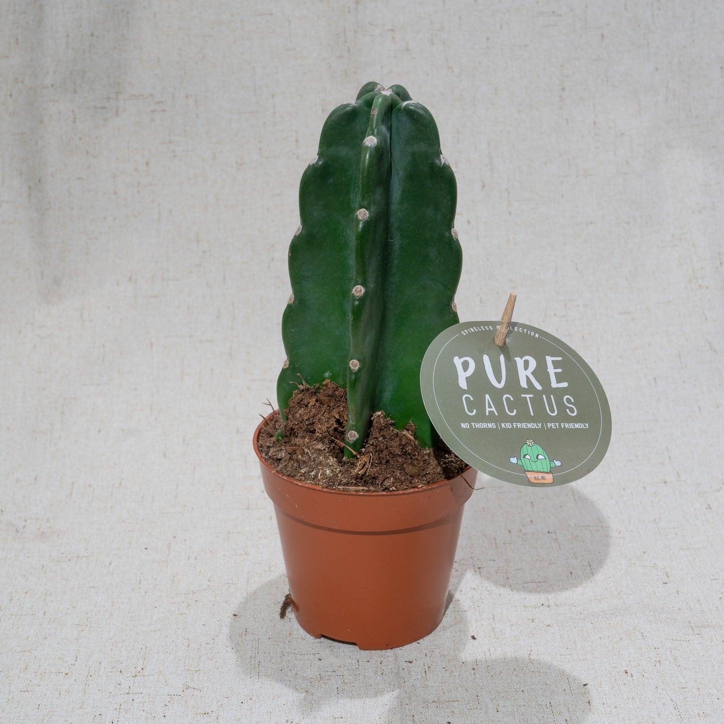 Cuddly Cactus: Cereus jamacaru - 5 inch pot