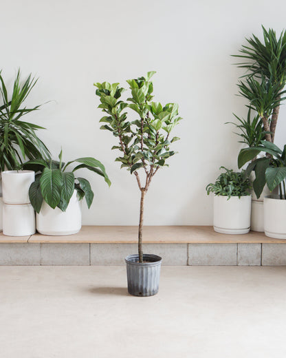 Small Fiddle Leaf Fig Tree: Ficus lyrata 'Bambino' - 10 inch pot - 4-6 foot tall