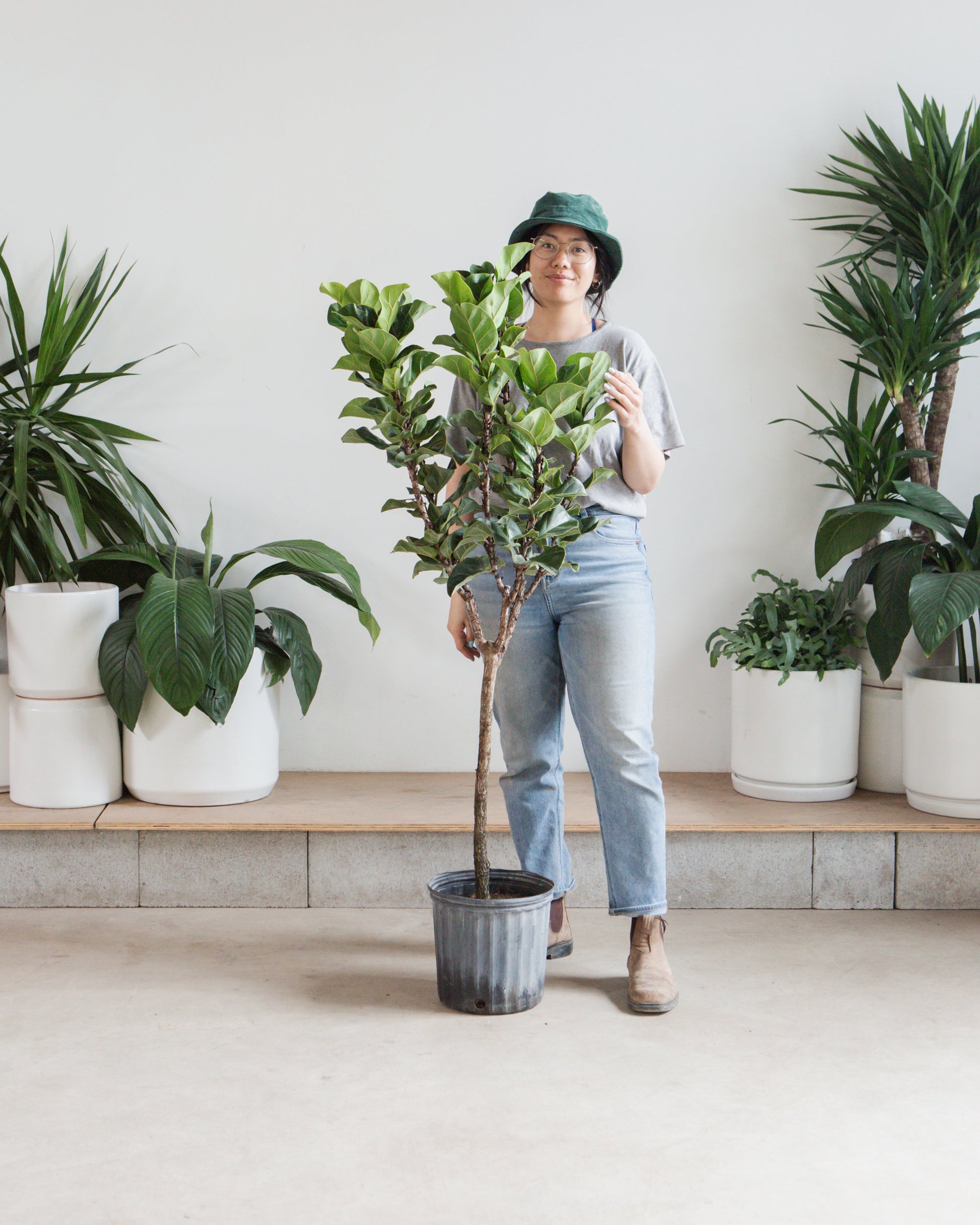 lyrata pothos Bambino Fiddle Leaf Fig Tree - 10" Pot