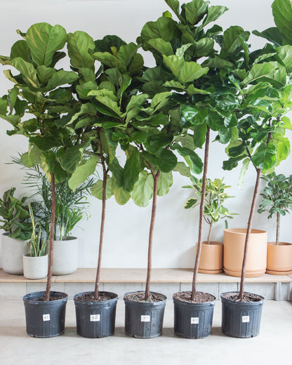 Fiddle Leaf Fig Tree: Ficus lyrata - 14 inch pot - 6-9 foot tall