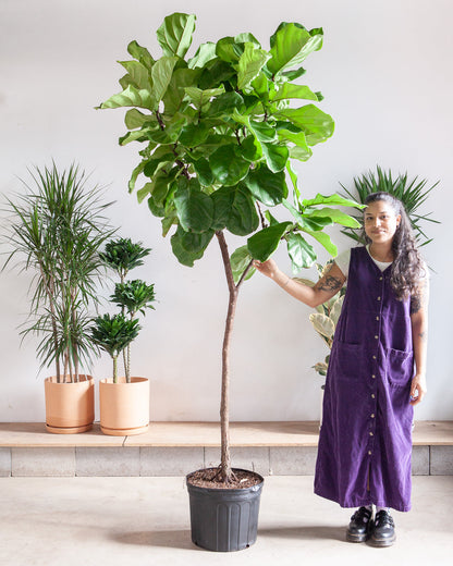 Fiddle Leaf Fig Tree: Ficus lyrata - 14 inch pot - 6-9 foot tall