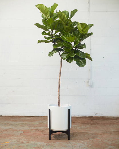 Fiddle Leaf Fig Tree: Ficus lyrata - 12 inch pot - 5-6 foot tall