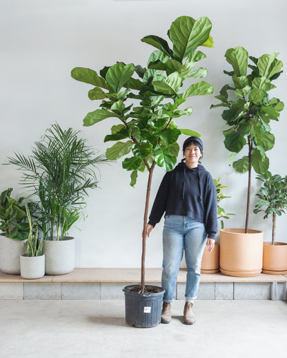 Fiddle Leaf Fig Tree: Ficus lyrata - 14 inch pot - 6-9 foot tall