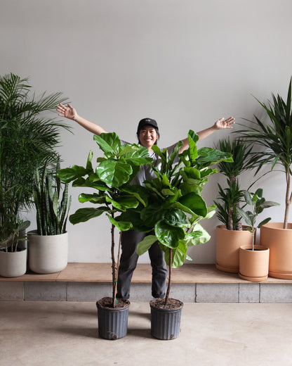 Fiddle Leaf Fig Tree: Ficus lyrata - 10 inch pot - 4-6 foot tall