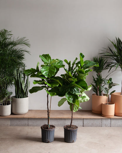 Fiddle Leaf Fig Tree: Ficus lyrata - 10 inch pot - 4-6 foot tall