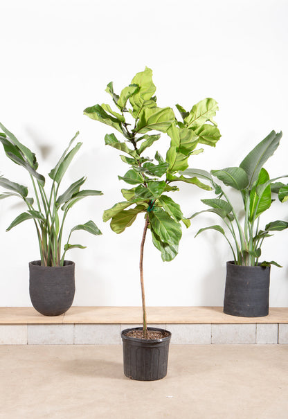 Fiddle Leaf Fig Tree: Ficus lyrata - 12 inch pot - 5-6 foot tall