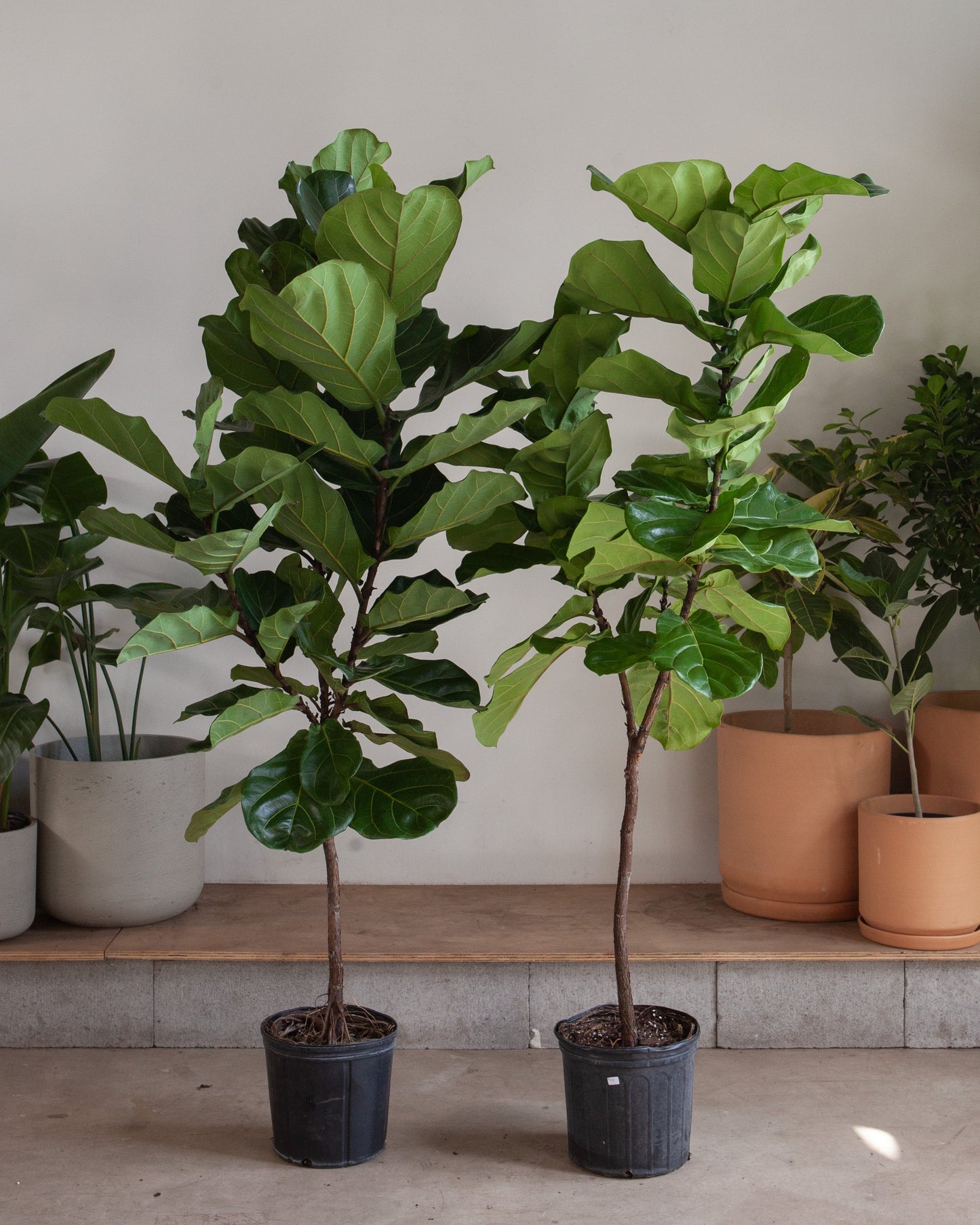 Fiddle Leaf Fig Tree: Ficus lyrata - 10 inch pot - 4-6 foot tall
