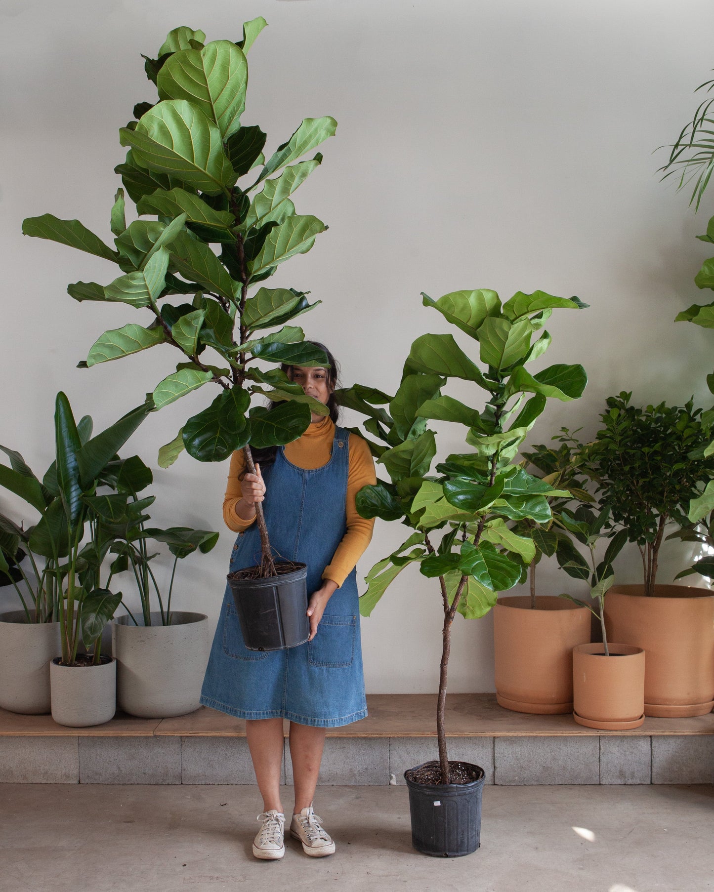 Fiddle Leaf Fig Tree: Ficus lyrata - 10 inch pot - 4-6 foot tall
