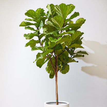 Fiddle Leaf Fig Tree: Ficus lyrata - 17 inch pot - 6-7+ foot tall