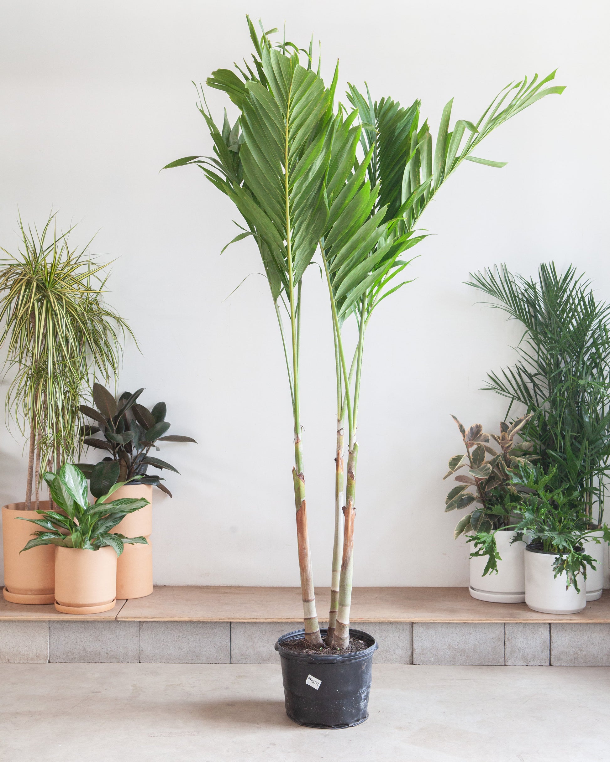 Christmas Palm: Adonidia merrillii - 14 inch pot - 6 foot tall — indoor plant — indoor plant for sale by Promise Supply for delivery and pickup in Toronto.